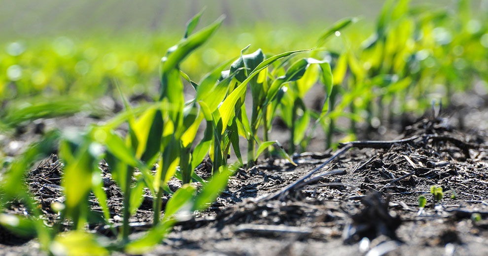 Corn seedlings